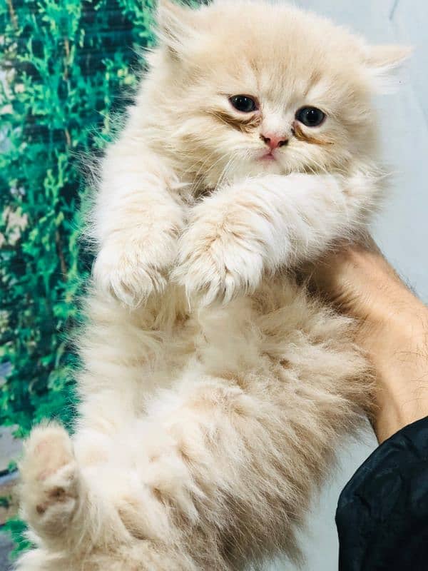 Persian Punch face triple coat cat Kitten 3