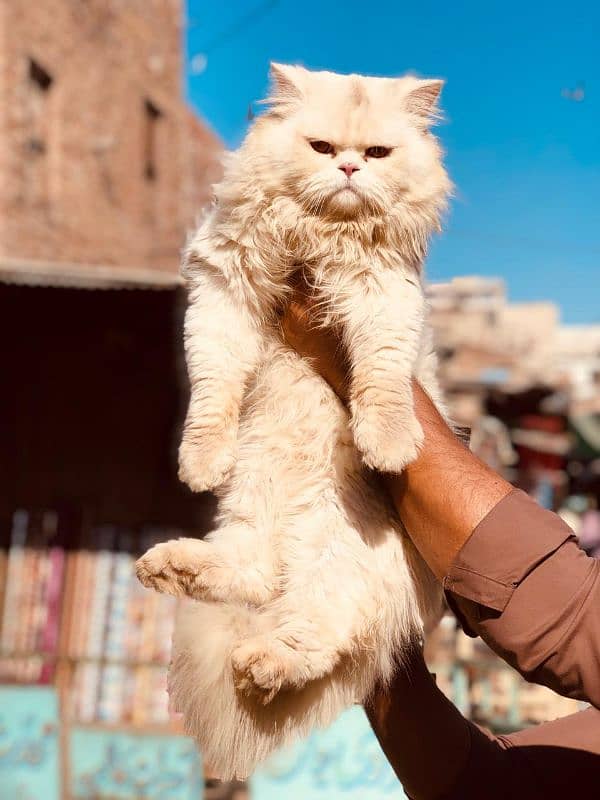 Persian Punch face triple coat cat Kitten 10