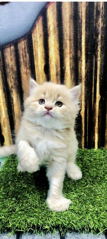 Persian Punch face triple coat cat Kitten 16