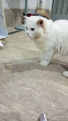 persion Male cat for meating 03218823102