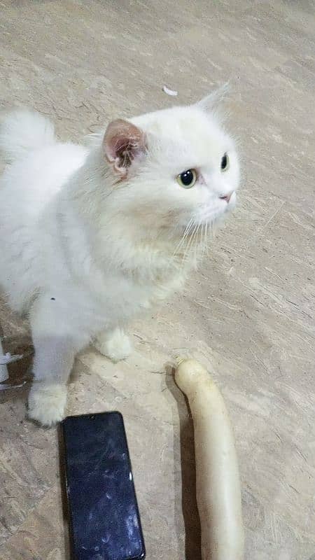 persion Male cat for meating 03218823102 1