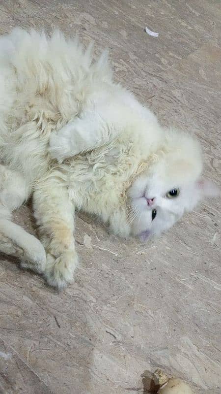 persion Male cat for meating 03218823102 2