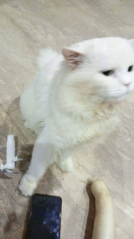 persion Male cat for meating 03218823102 3