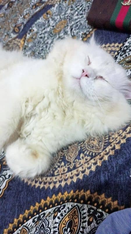 persion Male cat for meating 03218823102 5