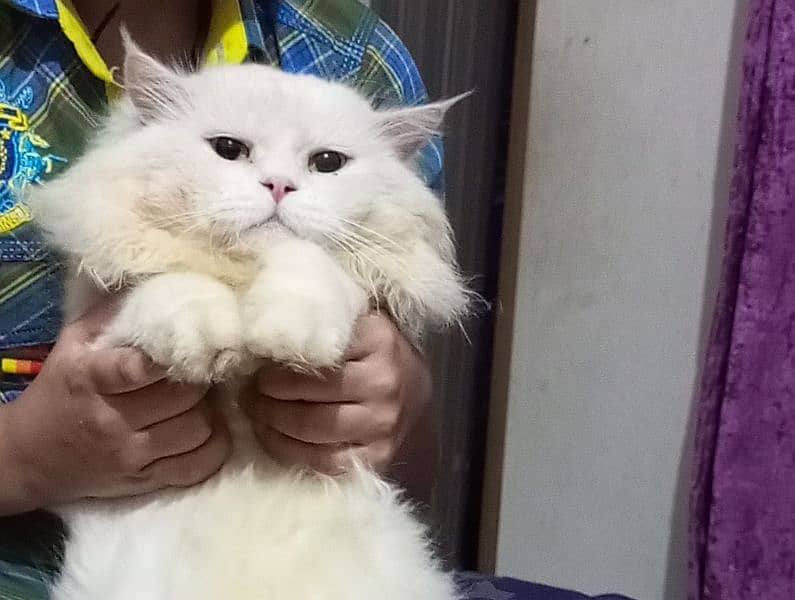 persion Male cat for meating 03218823102 9