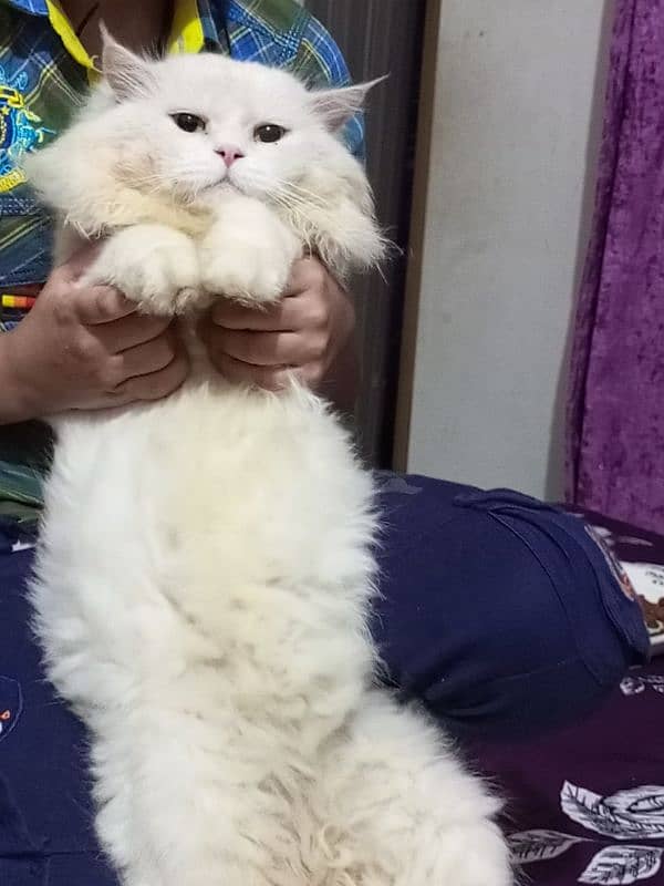 persion Male cat for meating 03218823102 10