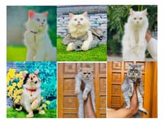 Persian Punch face triple coat cat Kitten