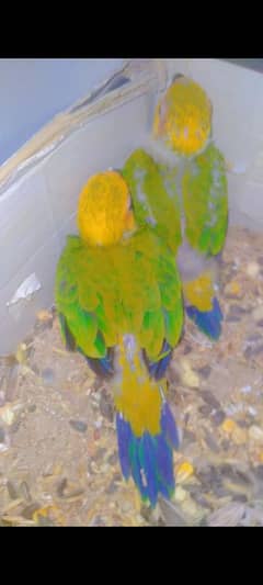 sunconure