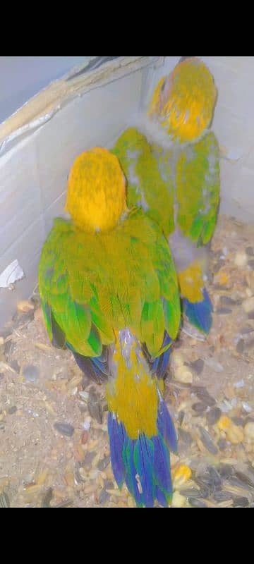 sunconure babys 03156376925 1