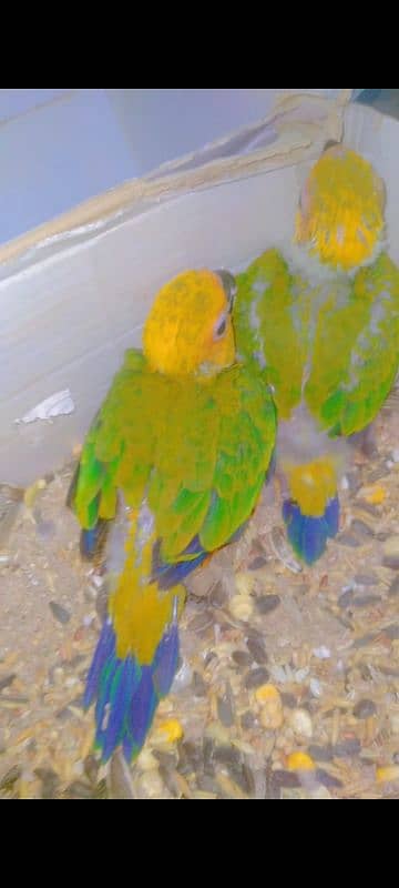 sunconure babys 03156376925 2