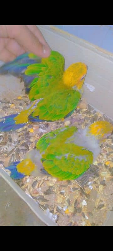 sunconure babys 03156376925 3