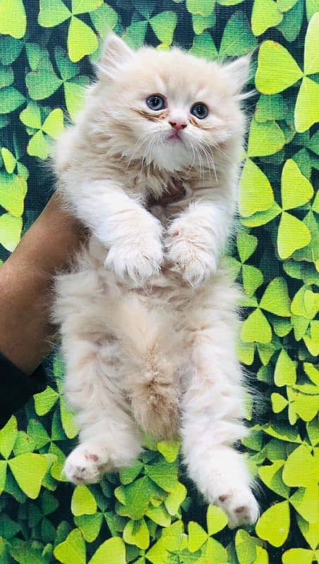 Persian Punch face triple coat cat Kitten 6