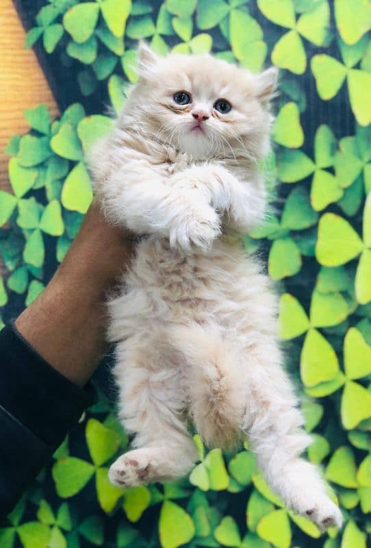 Persian Punch face triple coat cat Kitten 7