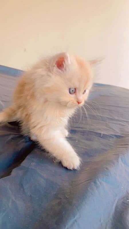 Persian Punch face triple coat cat Kitten 11