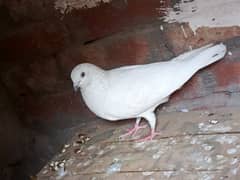 pigeon