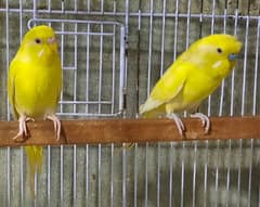 Red Eyes Budgies