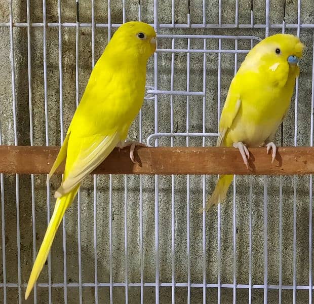 Red Eyes Budgies 1