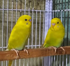 Budgies Available for Sale