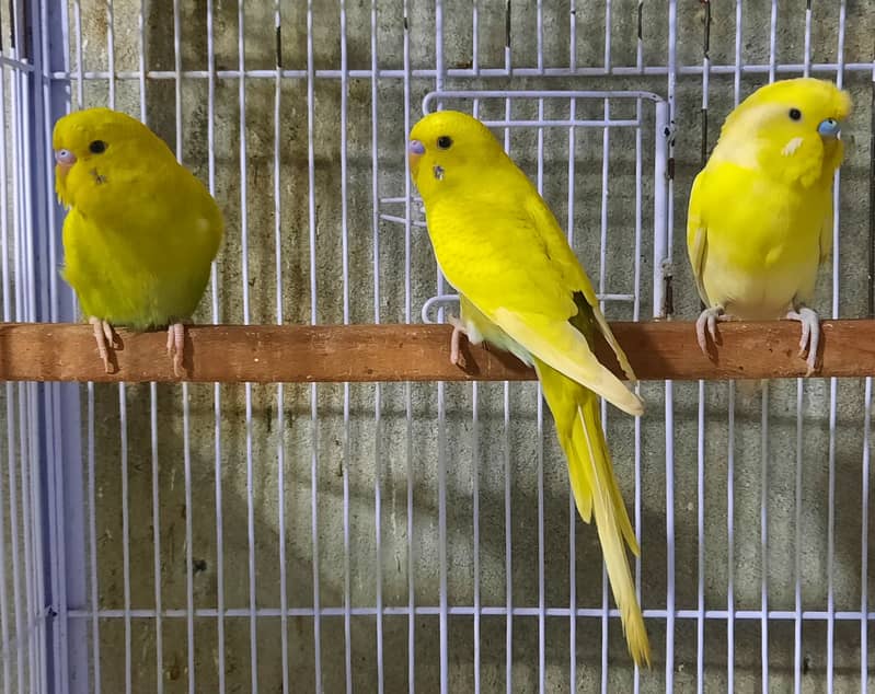 Red Eyes Budgies 3