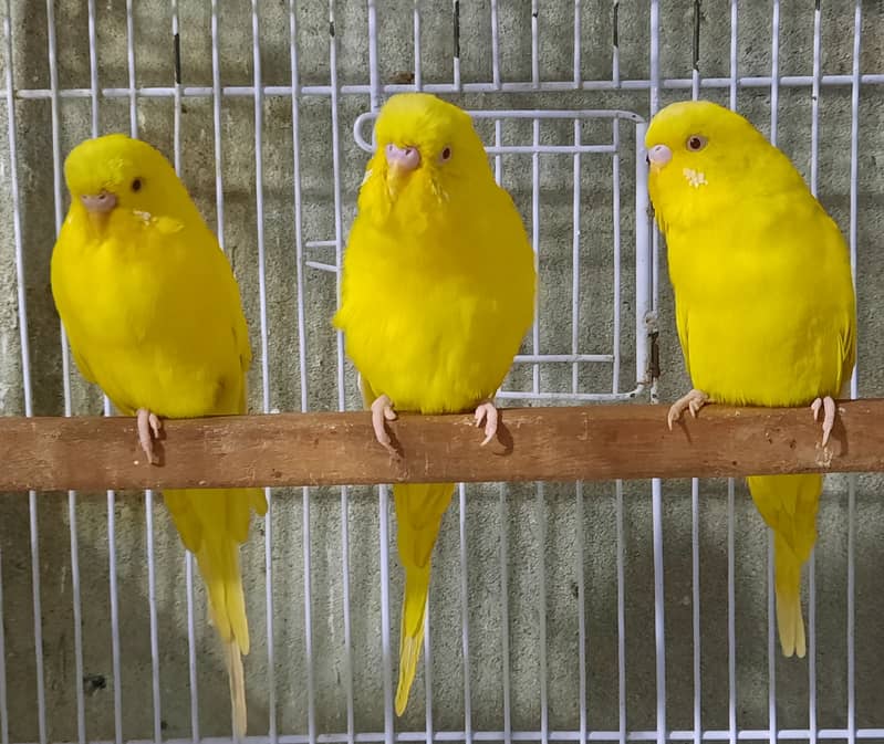 Red Eyes Budgies 4