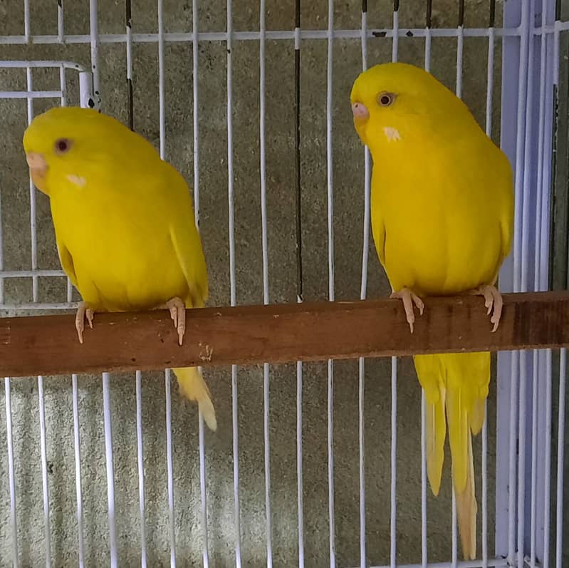 Red Eyes Budgies 8