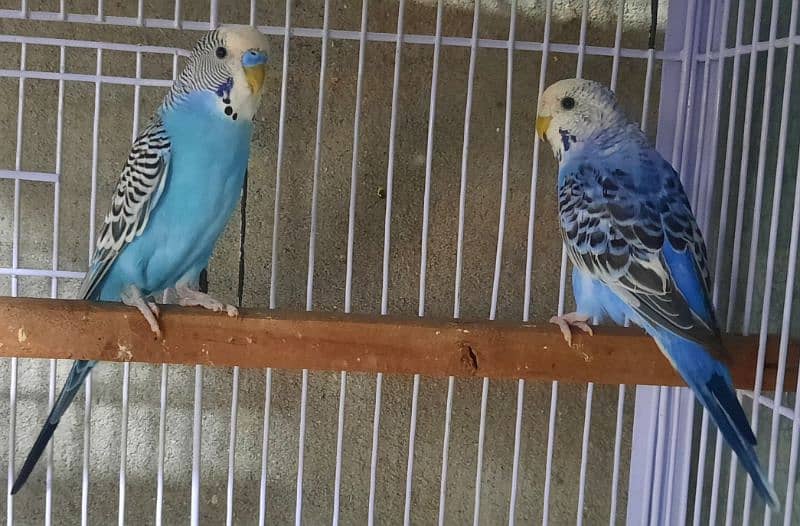 Red Eyes Budgies 9