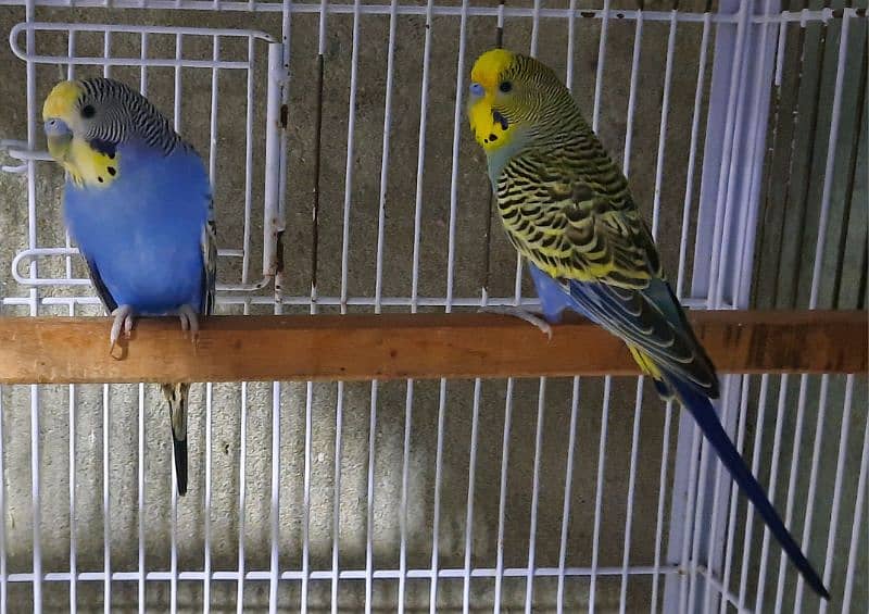 Red Eyes Budgies 10