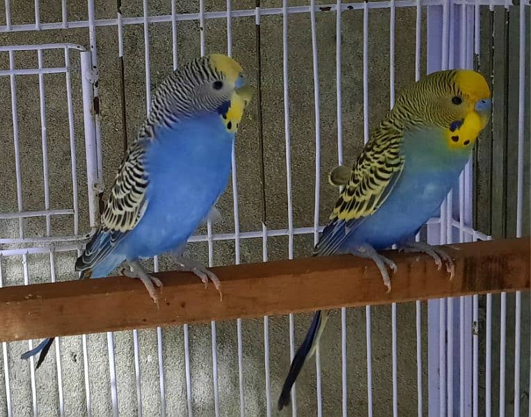 Red Eyes Budgies 11