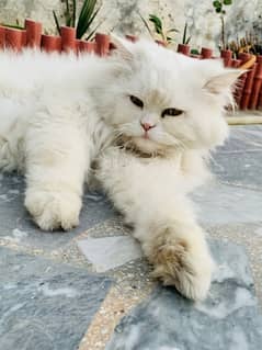 full white cat triple coat persian