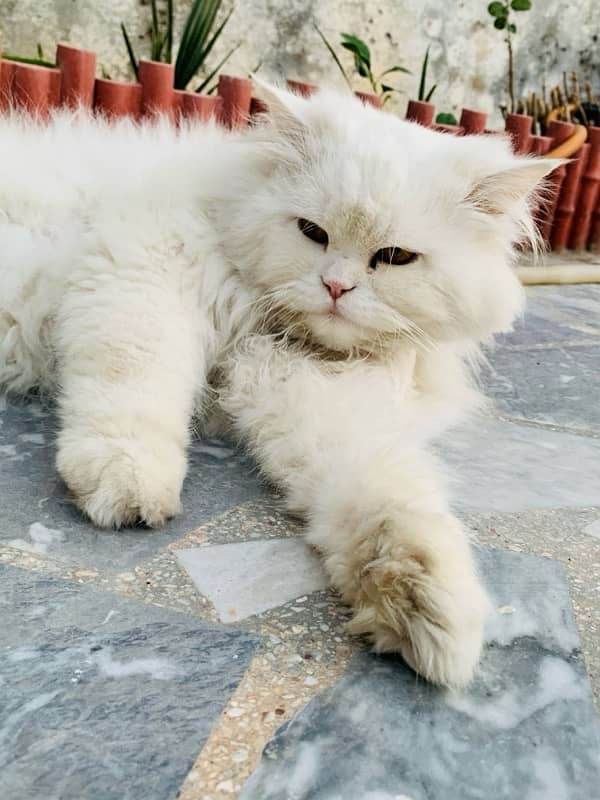 full white cat triple coat persian 0