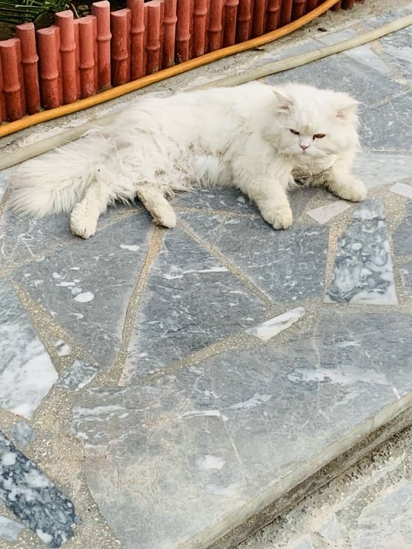 full white cat triple coat persian 1