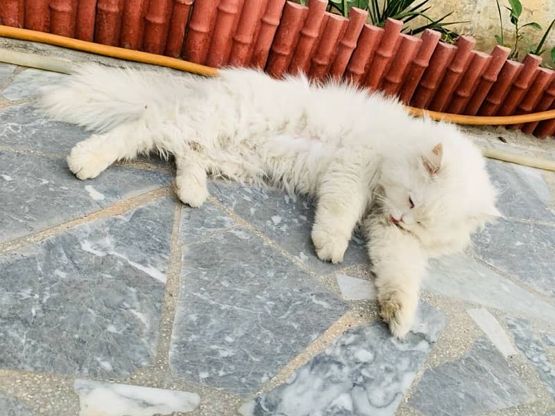 full white cat triple coat persian 2