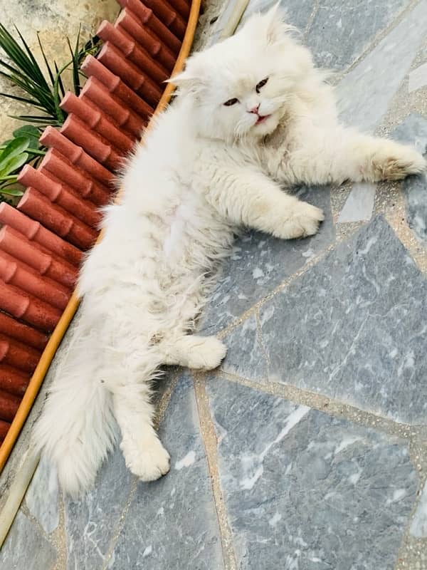 full white cat triple coat persian 3