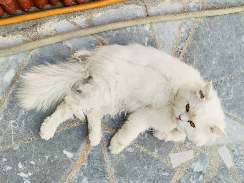 full white cat triple coat persian 4