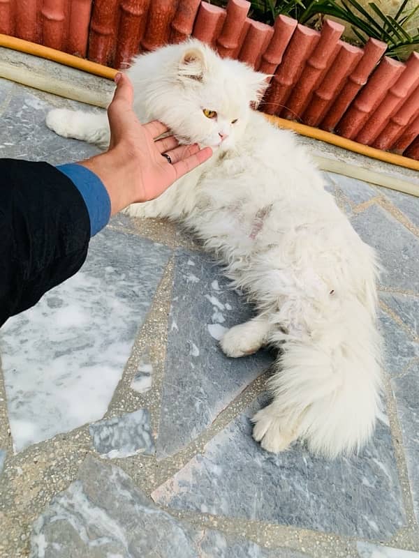 full white cat triple coat persian 5