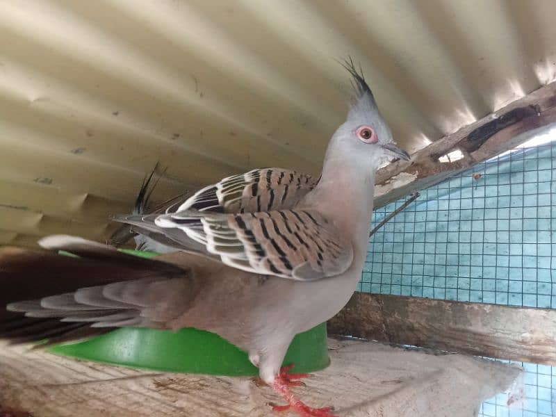 crested dove 4