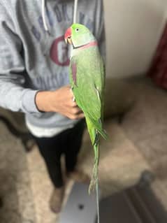 Raw male Parrot's