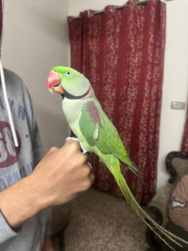 Raw male Parrot's 1