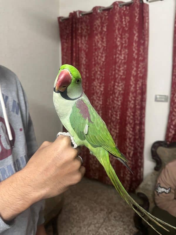 Raw male Parrot's 2