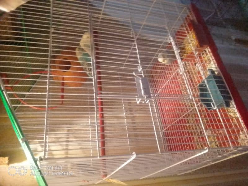 cage new plus 2 Australian pair 3