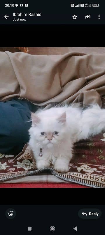 Persion Cat| persion kitten | Triple coat| cat for sale 0