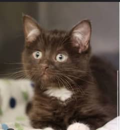 Fluffy Face Triple Coat Black Kitten