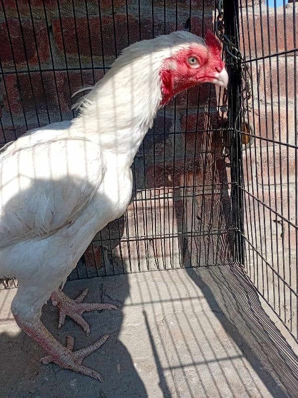 top quality white Heera Aseel Male 0/3/0/0/9/4/0/2/9/4/0 0