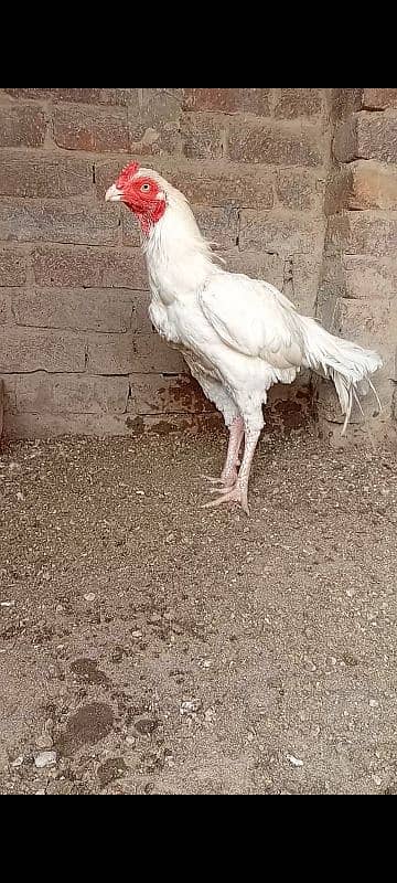 top quality white Heera Aseel Male 0/3/0/0/9/4/0/2/9/4/0 2