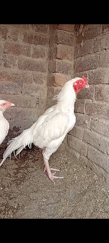 top quality white Heera Aseel Male 0/3/0/0/9/4/0/2/9/4/0 3