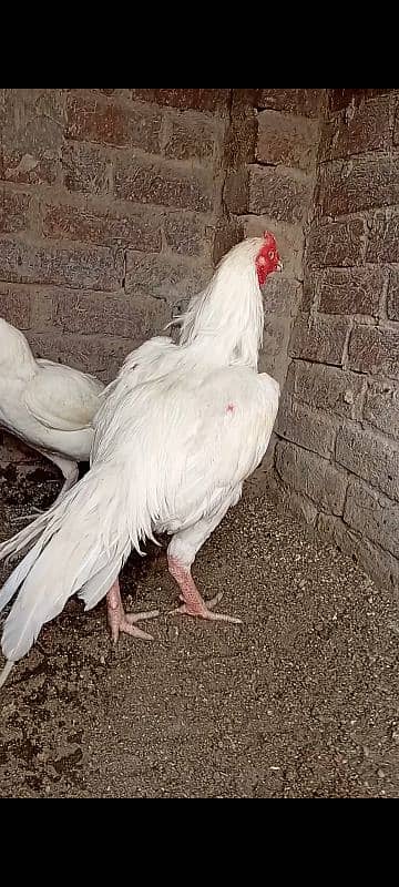 top quality white Heera Aseel Male 0/3/0/0/9/4/0/2/9/4/0 4