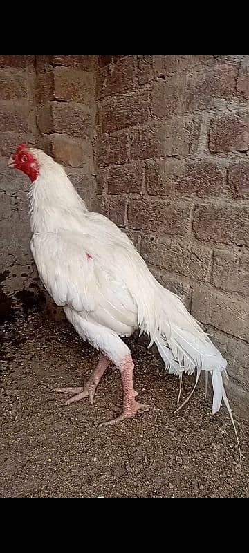 top quality white Heera Aseel Male 0/3/0/0/9/4/0/2/9/4/0 5