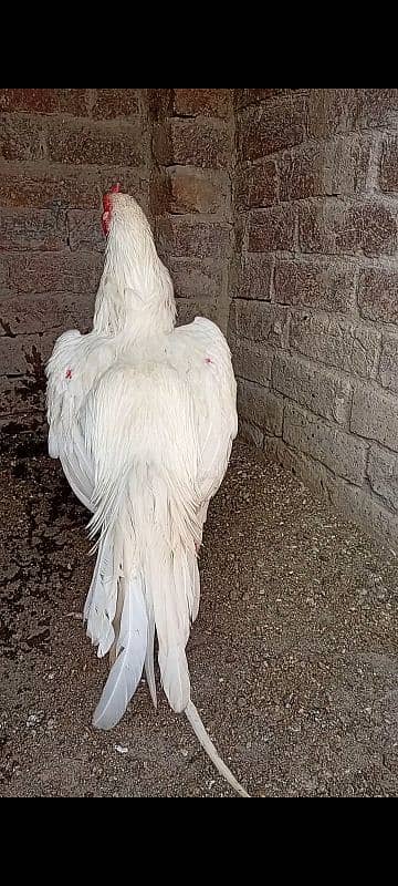 top quality white Heera Aseel Male 0/3/0/0/9/4/0/2/9/4/0 6