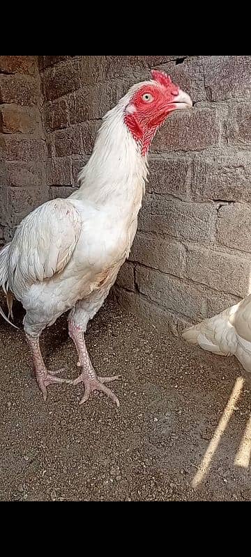 top quality white Heera Aseel Male 0/3/0/0/9/4/0/2/9/4/0 7