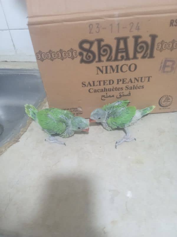 ring neck babies male 03029231678 0